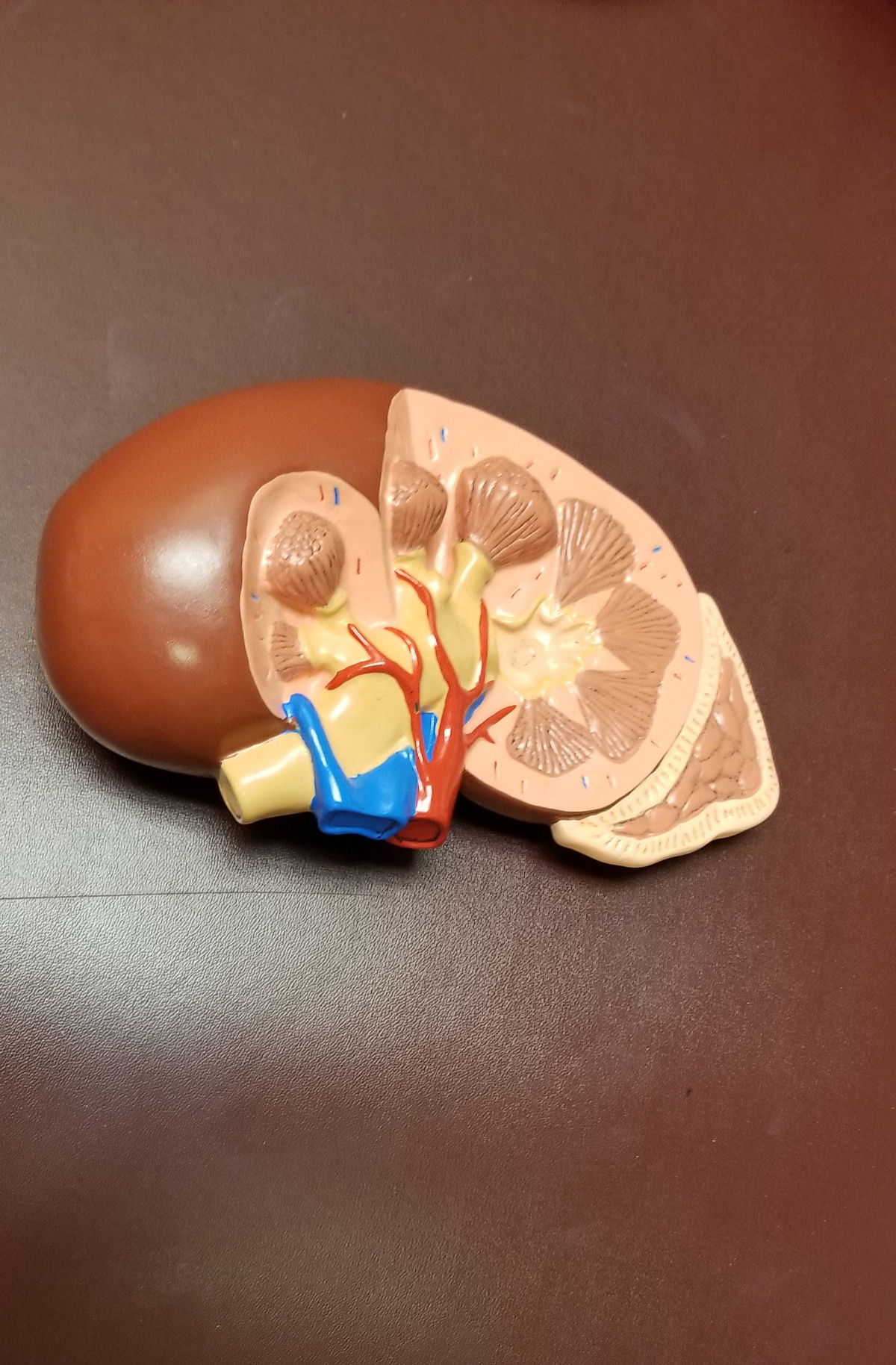 human-kidney-nephrology-march-is-kidney-month-m-2022-11-08-05-25-25-utc woman with bladder issues